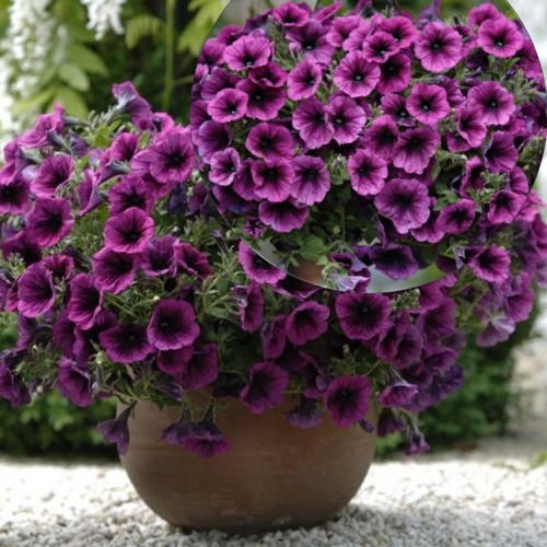 Petunia atkinsiana 'Merlot' - Petuunia 'Merlot' P9/0,55L